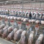 Sows in barn in China