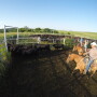 BT_Cowboys_Horseback_Cattle