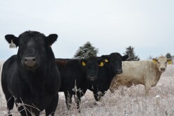 BT_Bulls_and_Cows