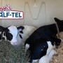 Paired Calves in Calf-Tel Hutch