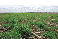 A series of strip trials comparing soil beneath a cover crop to an adjacent strip with no cover crop is revealing increases in microbial activity, water soluble carbon, water infiltration and carbon to nitrogen ratio.