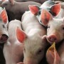Cash-traded weaner pig reported volume was above average this past week, with 36,976 head reported. Cash weaner pig reported prices were $51.28, up $4.39 per head from last week.