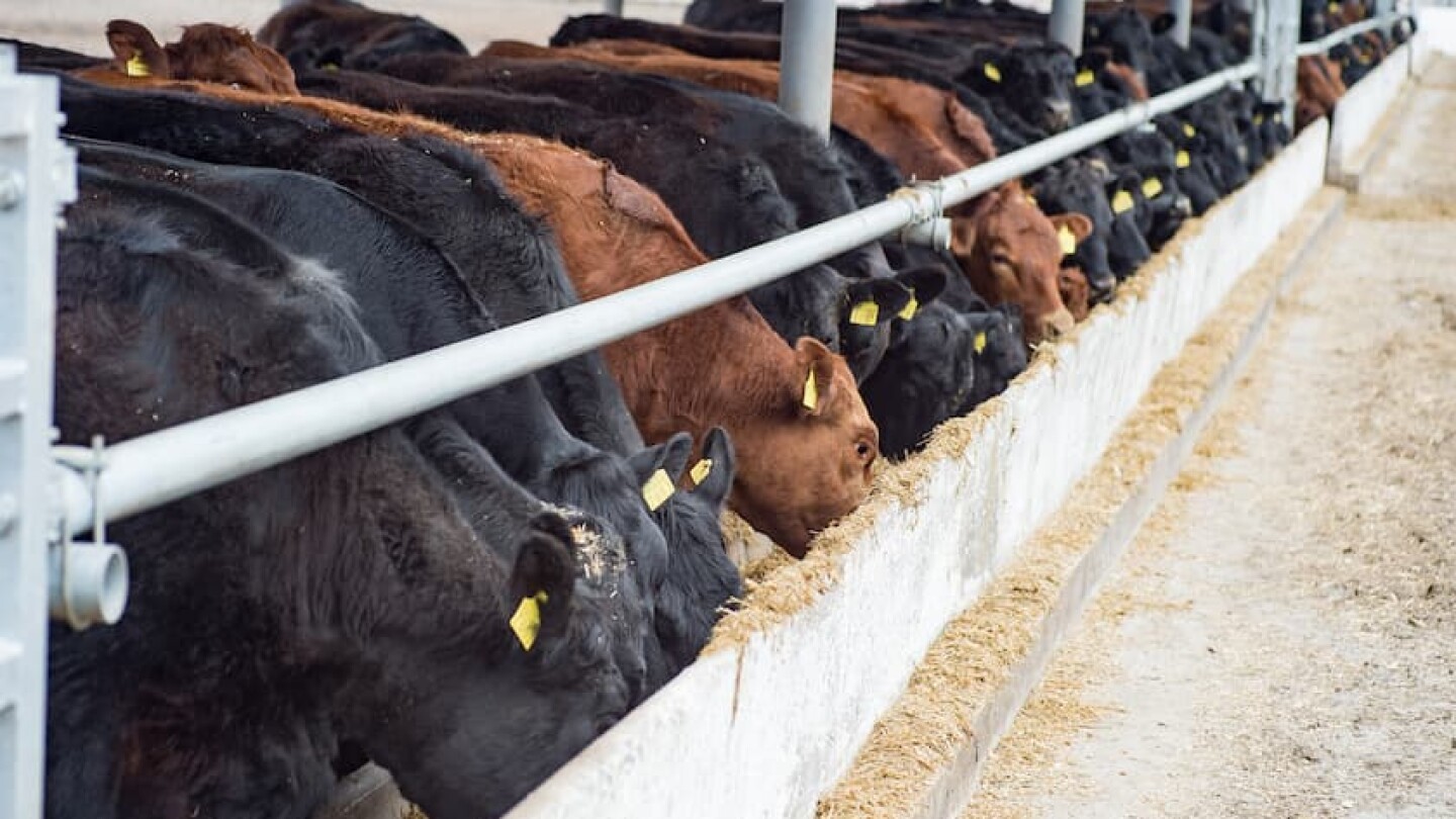 Tips For Building Balanced Rations To Promote Weight Gain In Beef ...