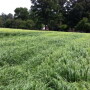 teff_grass