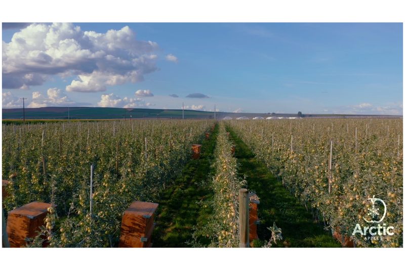 Arctic apple orchard.png