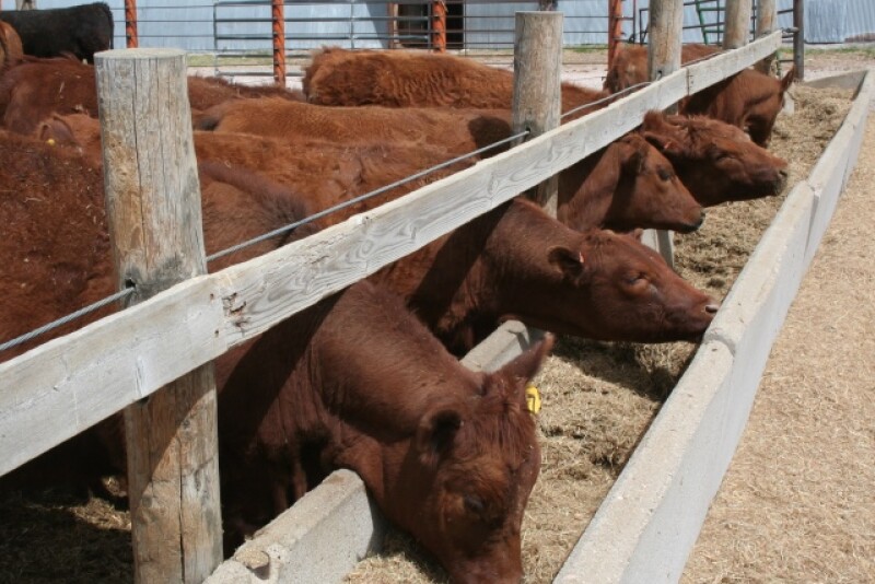 BT_Red_Cattle_Feed_Bunk