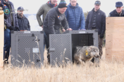 colorado-wolf-release-polis.png