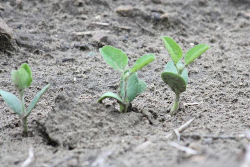 young soybeans