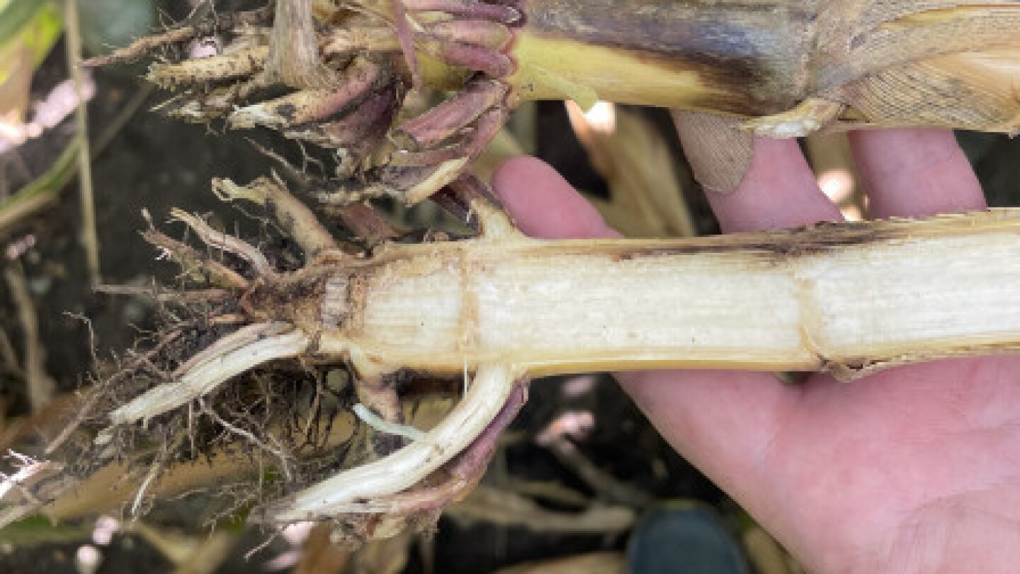 Monitor Rot Season-Long Stress Primes Midwest Corn for Crown Rot - AgWeb