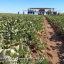 Western Growers