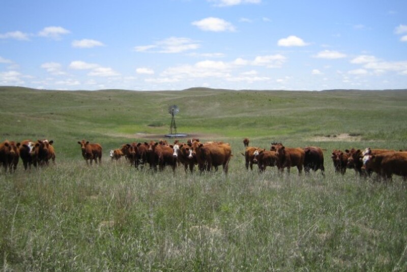 BT_Nebraska_Cows_on_Pasture