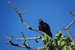 Black Vulture 2.jpg