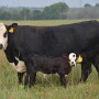 Management can help reduce pinkeye