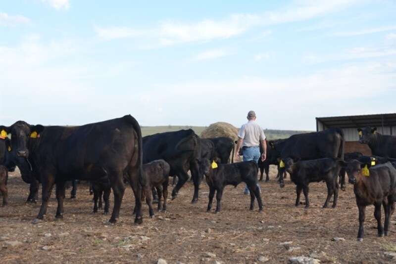 BT_Cow_Calf_Pen