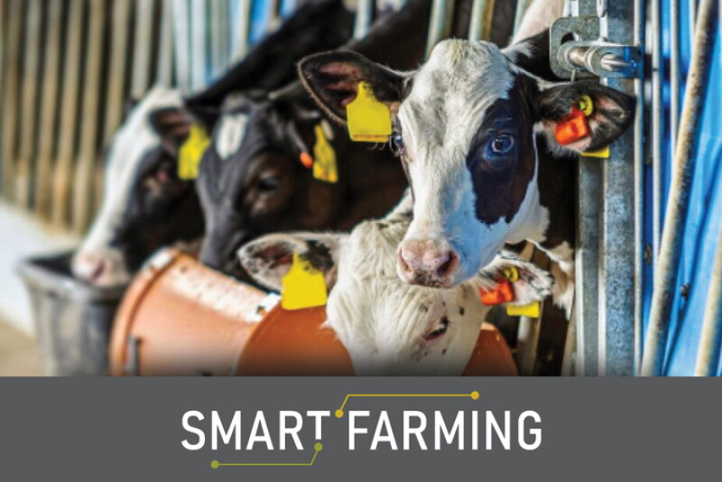 A New Kind of AI for Dairy Calves - Dairy Herd