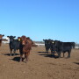 Backgrounding Sowder Calves