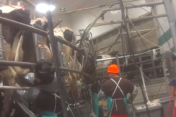 Video Courtesy: Animal Recovery Mission