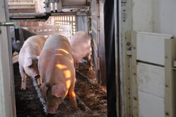 Take a look at your lowest performing pigs, says meat scientist Ben Bohrer. What percentage are market gilts? Bohrer and industry consultant Chris Hodges discuss the "gilt gap" in the barn and at the processing plant. 