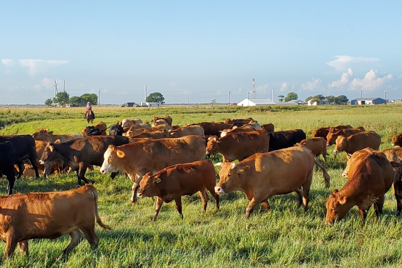 Part of Herff Cornelius' Akaushi herd. 