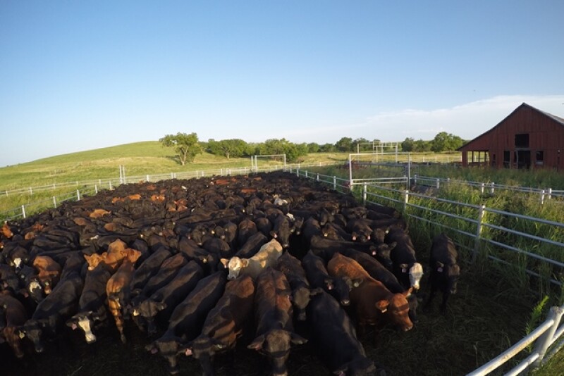 BT_GoPro_Stocker_Cattle_Loading