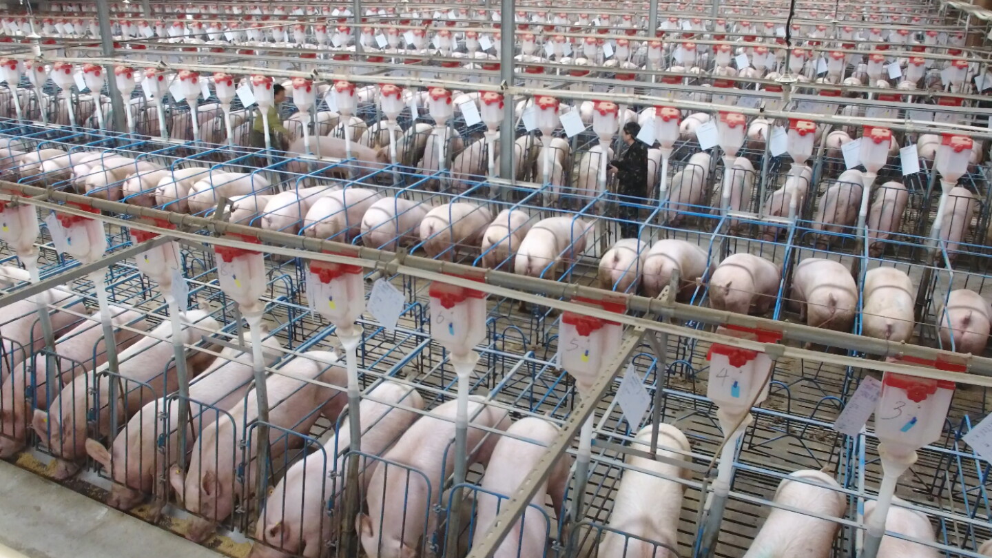Beijing Urges Top Hog Producers to Cut Output - Pork Business