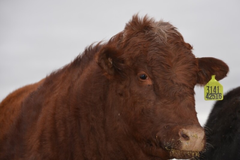 BT_Fat_Cattle_Feedlot