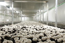 A view of a room with a white interior, with white mushrooms at the bottom.