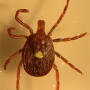 The lone star tick – one of the three primary human-biting tick species on Long Island examined in the study – is expanding its range and is the cause of Ehrichiosis.

