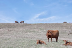BT_South_Dakota_Cows