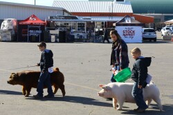 Kids walking pigs at a pig show