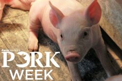 PORK Week Pig