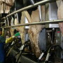 Clinical mastitis costs the dairy industry millions of dollars of lost milk income and loss of cows due to the disease.