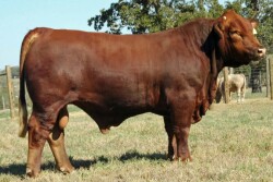 CattleFieldDayRod
