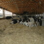 Dry period heat stress negatively affects the performance of dairy cows during the subsequent lactation.