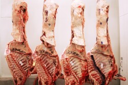 Beef carcasses