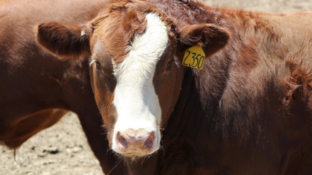 Feedlot_Steer