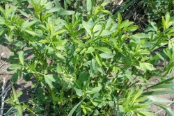 Alfalfa