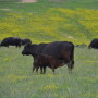 BT_Kentucky_Cow_Calf