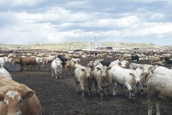 Proposed legislation would ban CAFOs.
