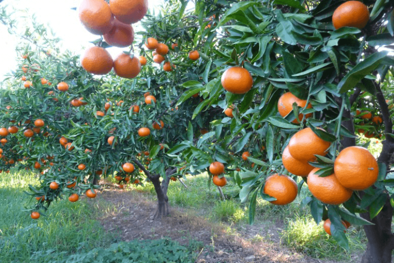 The USDA lowered its estimates for California and Texas citrus, but association leaders in both areas say the numbers are nothing surprising.