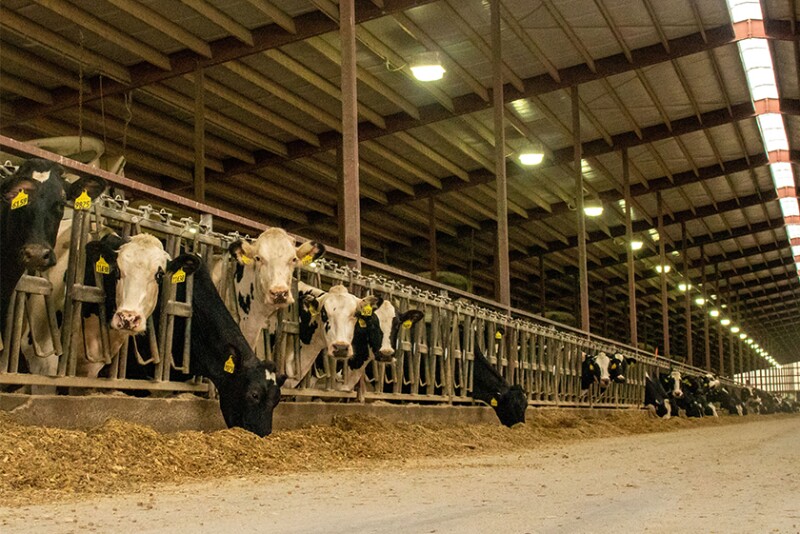 Holstein cows