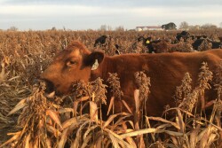 Grazing milo.