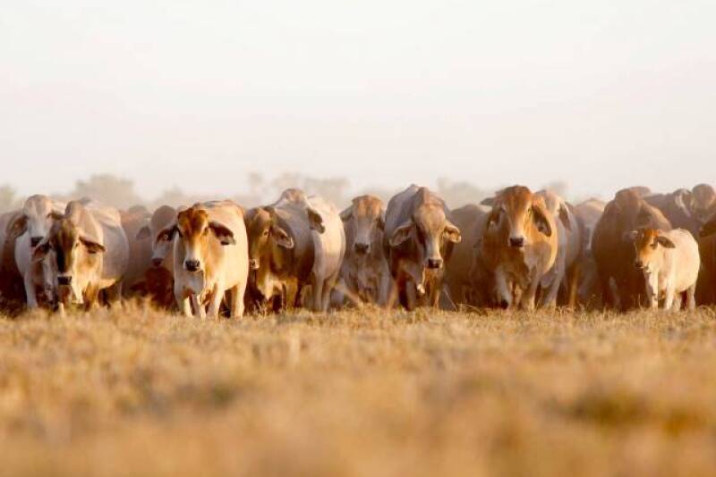 Northern_Australia_Cattle