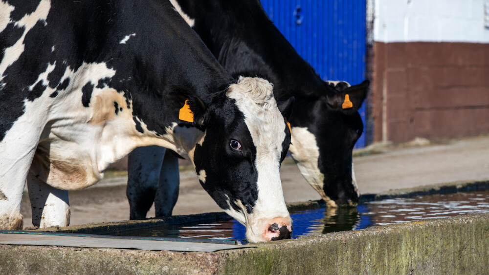 Dairy Cow Drinking Water