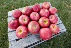 Big crop for Michigan apples