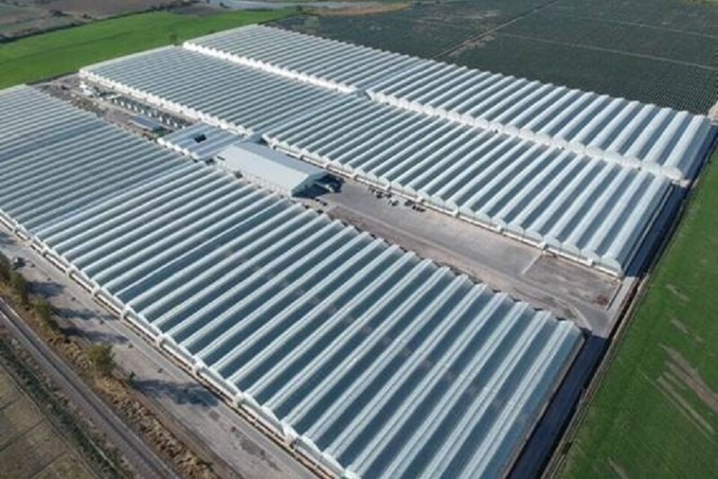 jalisco greenhouse