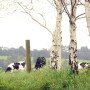Fonterra_cows_in_field_-_Copy