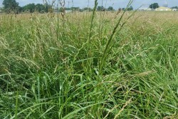 Fescue pasture that has seeded out.