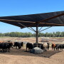 Keeping cattle cool on hot summer day