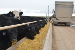BT_Feedlot_Bunk_Cattle
